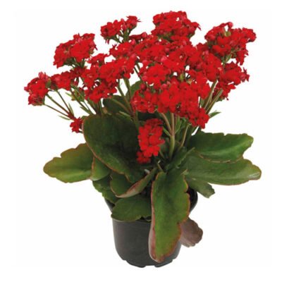 Buy Plants Online in Chennai - Prabhanjan Horticulture