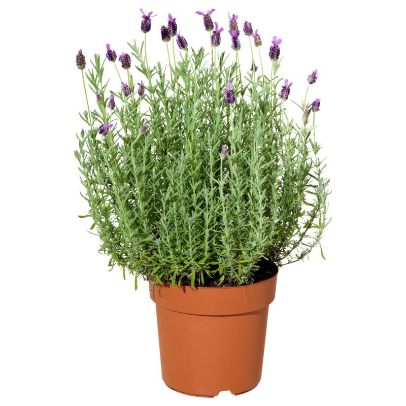 Lavender Plants online in Chennai - Prabhanjan Horticulture