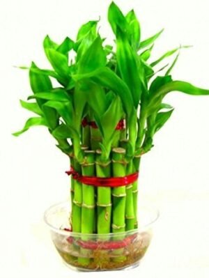 Lucky bamboo Plants