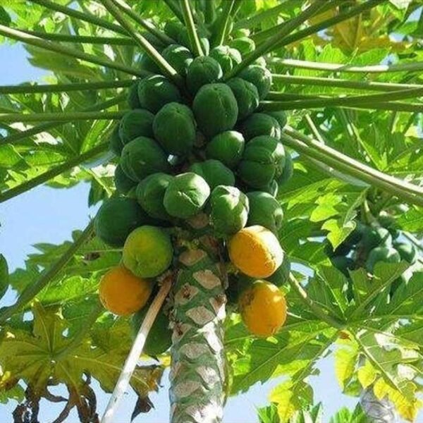 Papaya plants