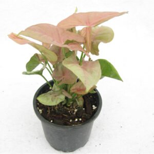 Syngonium Pink Plants