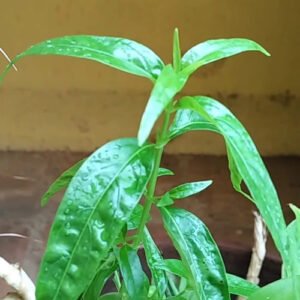 Nilavembu Plants