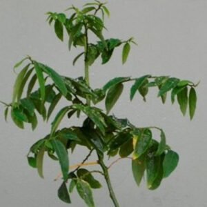 Thavasi Plants