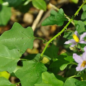 Thuthuvalai Plants