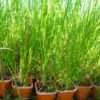 Vetiver Plants