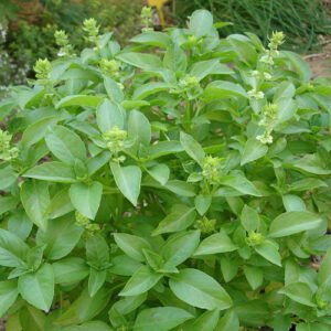 Lemon Tulasi Plants