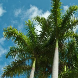 Royal Palm Tree Plants